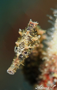 Seahorse Portrait by Adriana Simeonova 